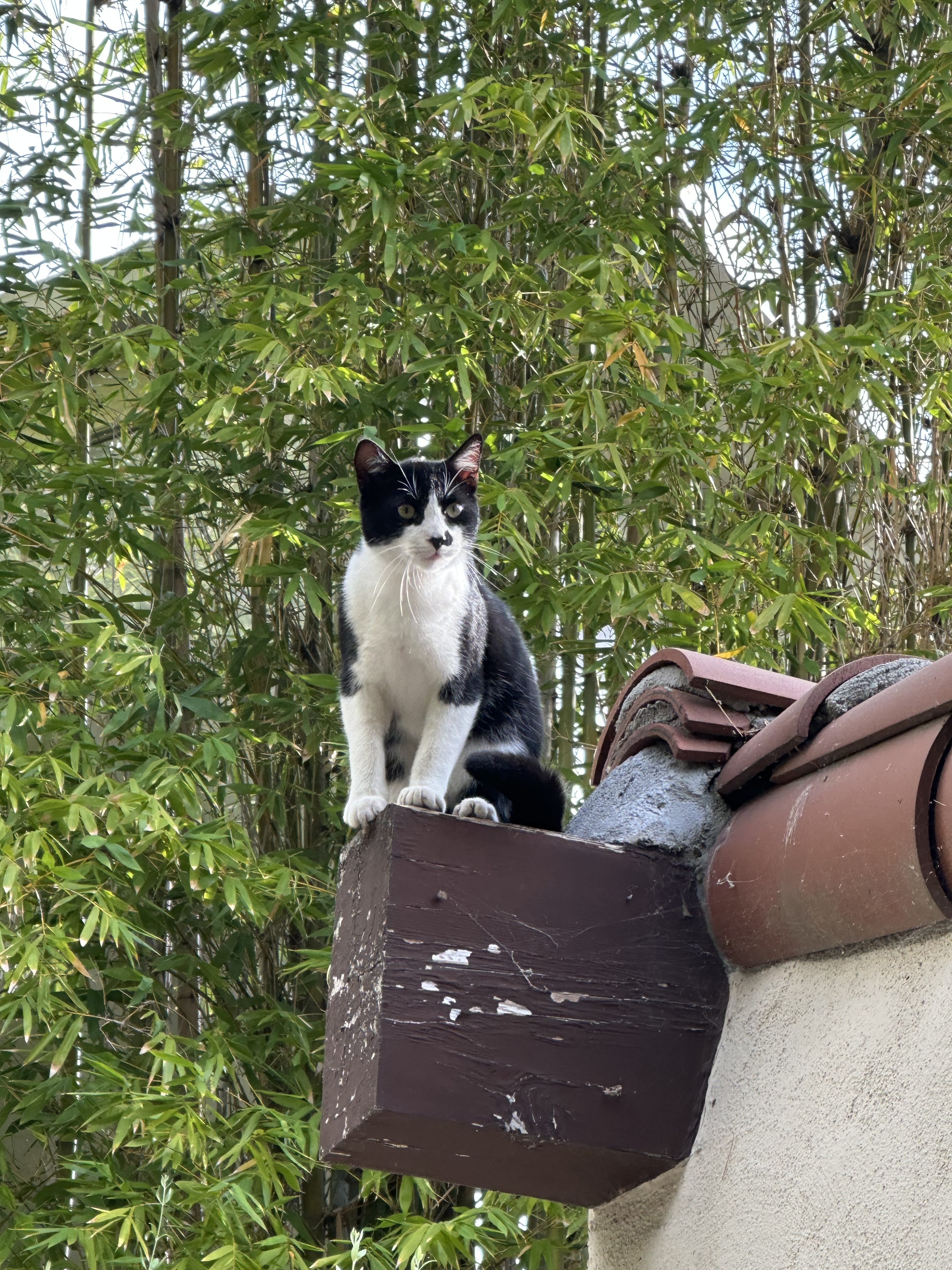 A local regular. The feral cat on the back roof.